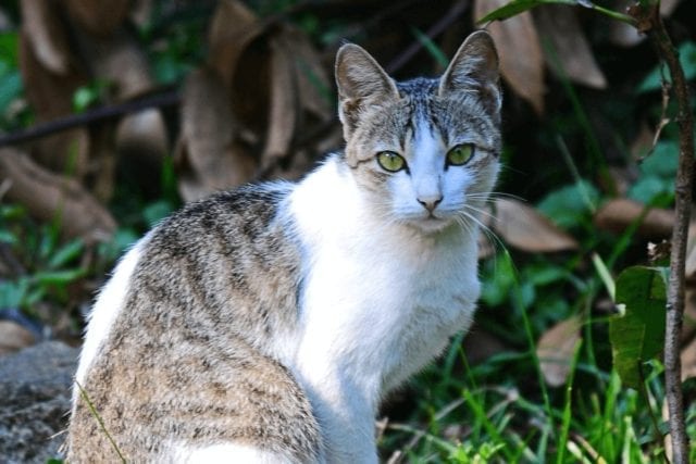 Ceylon Cat