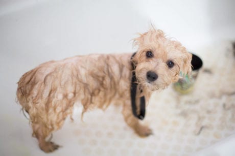 Choosing The Right Shampoo For Your Dog