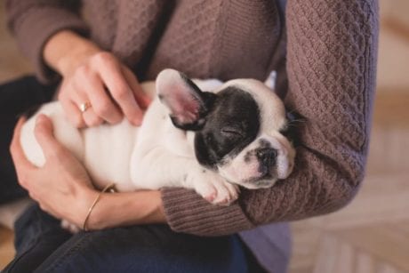 How To Massage Your Dog Tips and Guide