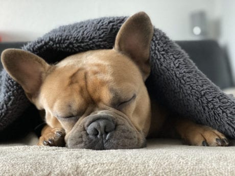 How To Recognize Your Dog's Illness By The Symptoms