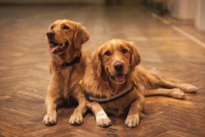 Choosing Your Dog's Gender: Male or Female ?