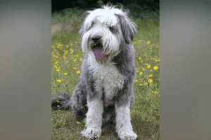 Bearded Collie: Dog Breed Profile