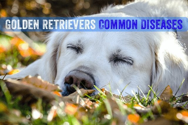 The Most Common Diseases That Affect Golden Retrievers