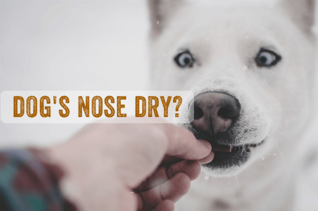 Why is my dog's nose dry?