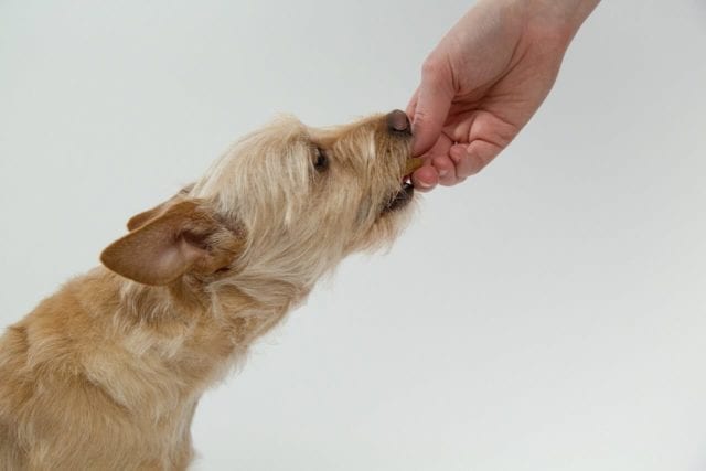 How To Feed My Dog