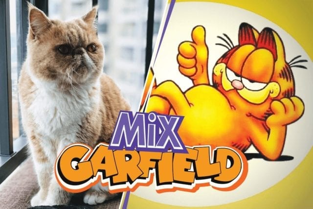 what kind of cat is garfield