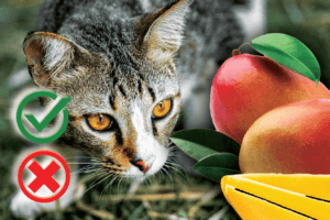 can cats eat mango