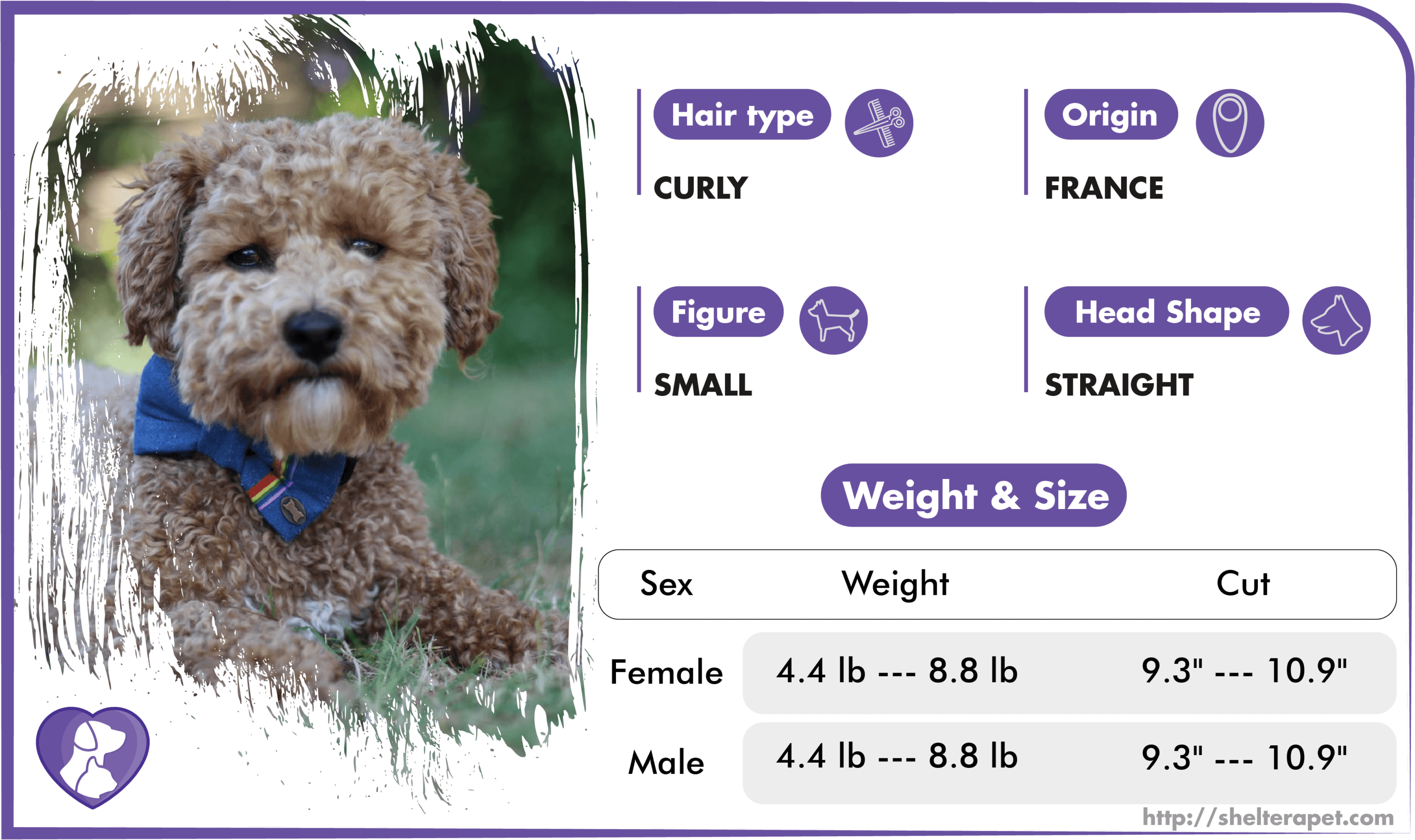 Toy Poodle dog profile