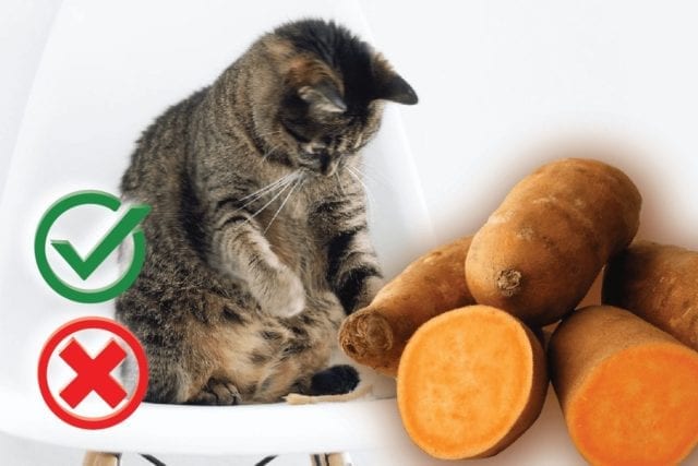 can cats eat potatoes