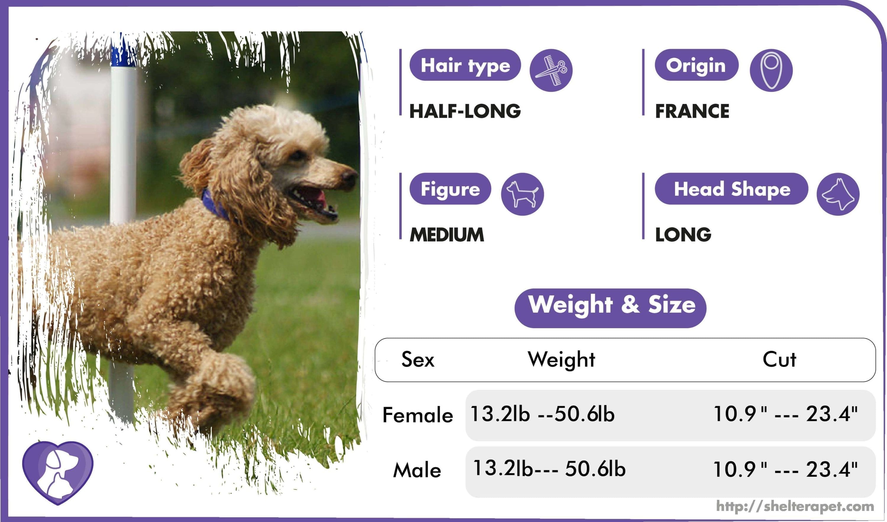 poodle: dog breed profile