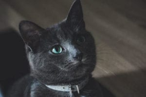 Black Cat With Blue Eyes, Fact or Fiction