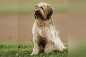 Briard: Dog Breed Profile