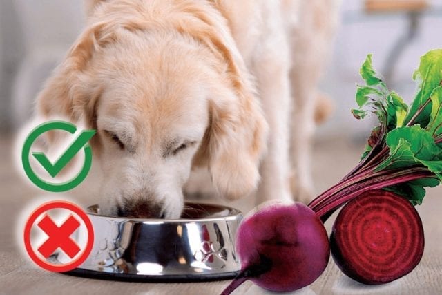 can my dog eat beets