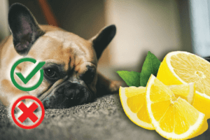 can dogs eat lemon
