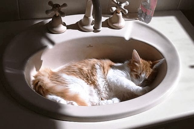 How Often Should You Wash Your Cat? When and How?