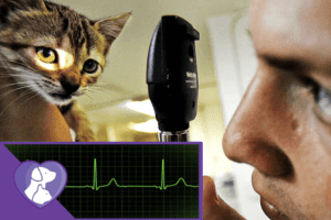 Heart Murmur In Cats: Causes, Symptoms, Treatment