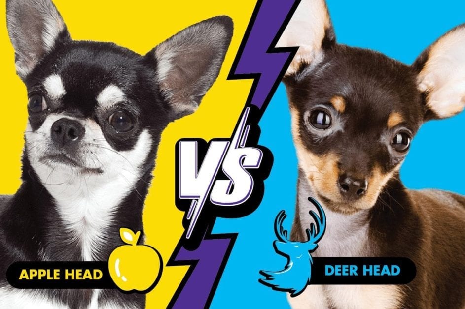 How To Distinguish Between Deer Head And Apple Head Chihuahuas