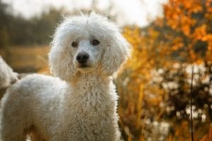 poodle: dog breed profile