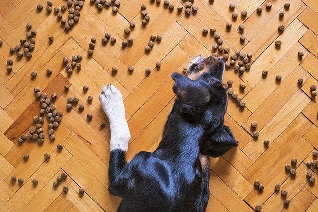 what can dogs eat guide
