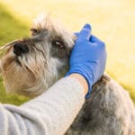 Everything You Need To Know About A Puppy’s Vaccination