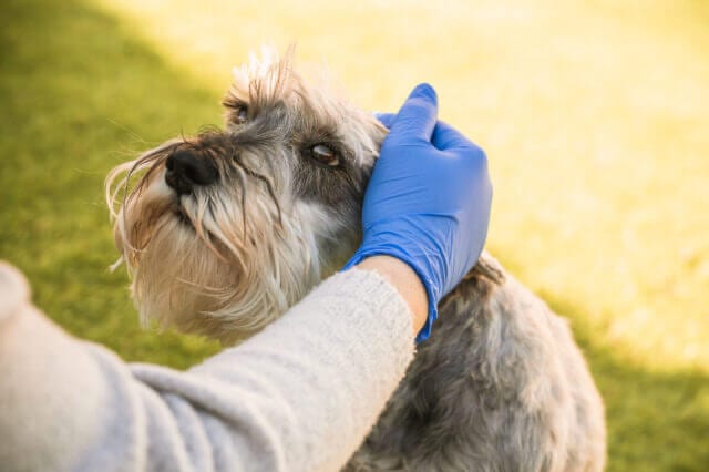 Everything You Need To Know About A Puppy’s Vaccination