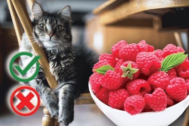 Can my cat eat raspberries?