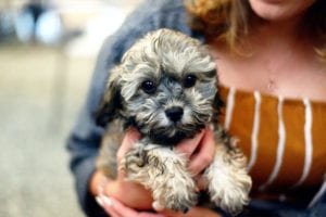 Why Should You Adopt a Small Dog Breed?