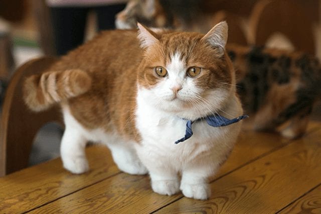 8 Breeds of Short-Legged Cats, Not just Munchkins