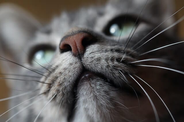 How Many whiskers Do Cats Have, Facts and