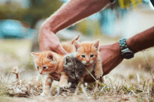 The Guide To Vaccinating Your Kitten