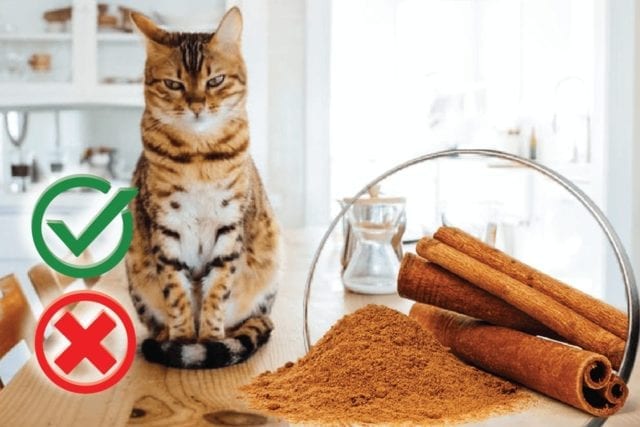 can cats eat cinnamon