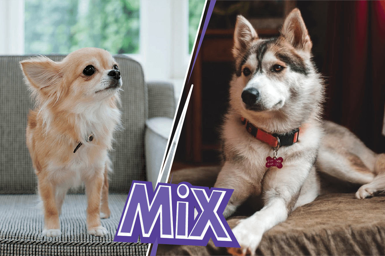 Chihuahua Husky Mix