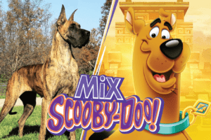 What Type of Dog Is Scooby Doo: Is It a Great Dane?