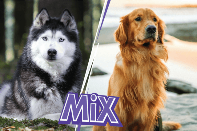Golden Retriever Husky Mix: Goberian breed information and puppies prices