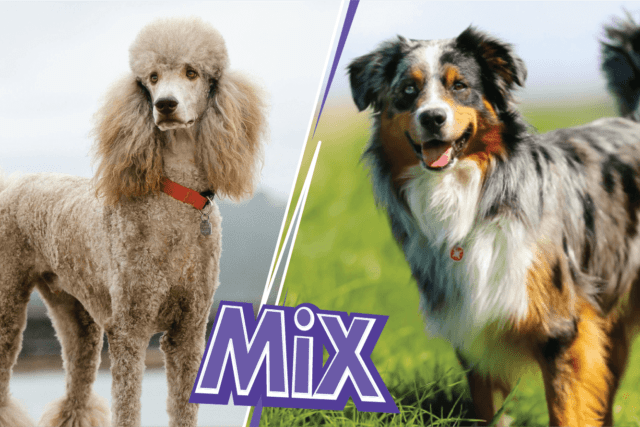 Australian Shepherd Poodle Mix: also known as Aussiedoodle