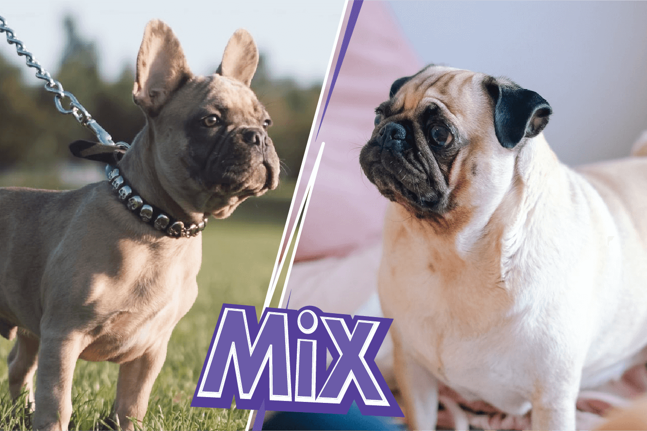 French Bulldog Mix With Pug