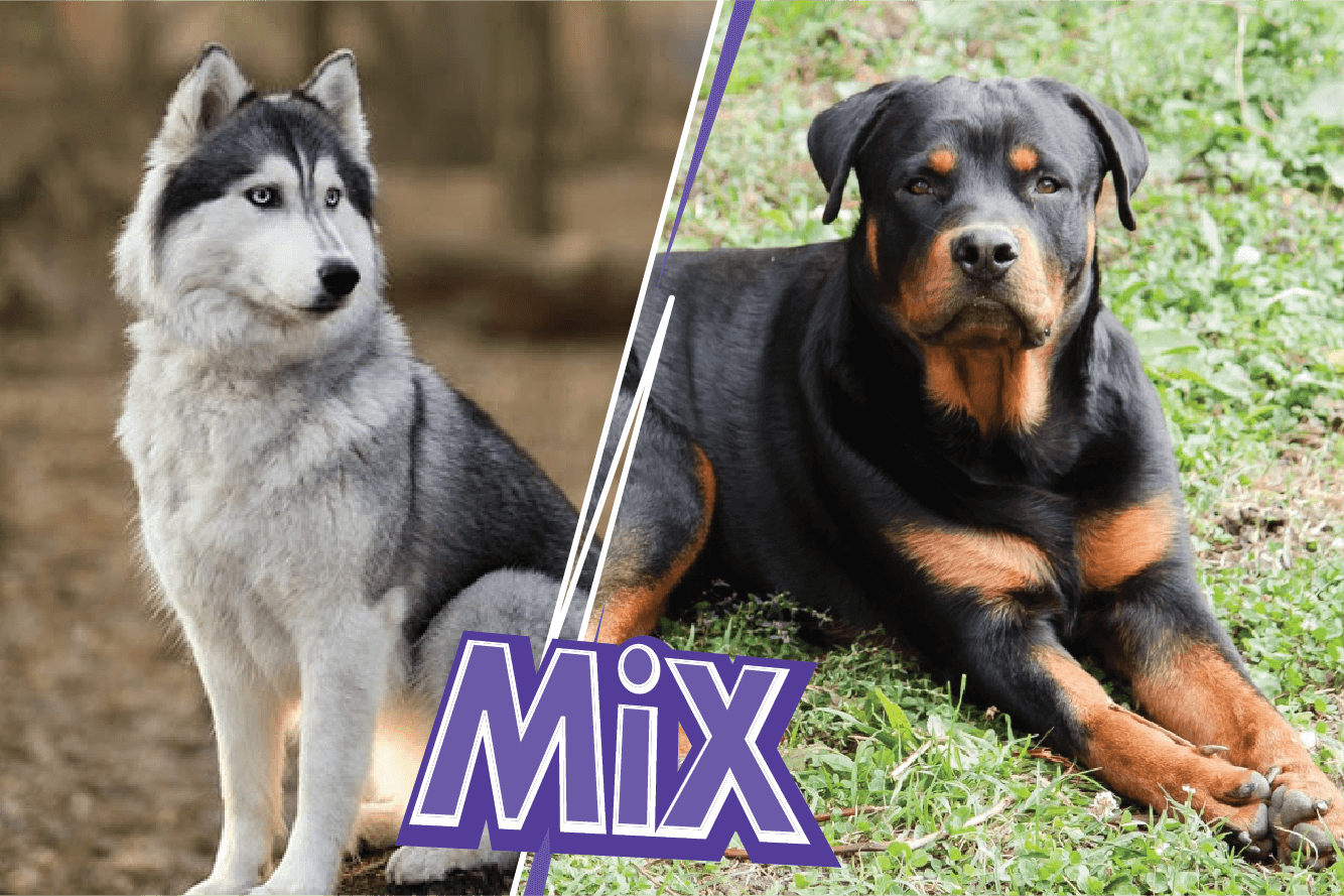 Rottweiler Mix With Husky