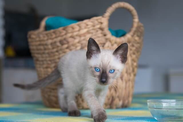 Best Siamese Cat Names for Males and Females