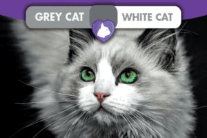A List of White and Grey Cat Breeds