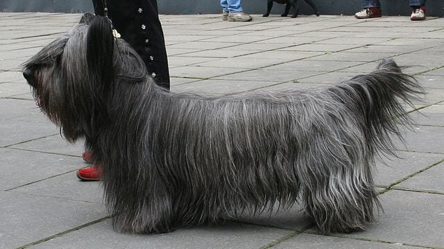 8 Dog Breeds With Short Legs