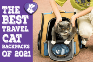 The Best Travel Cat Backpacks of 2021 (Review)