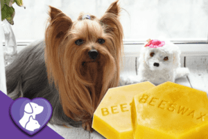 Beeswax: 7 Benefits for Dogs
