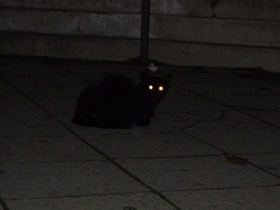 Why do cats eyes glow in the dark