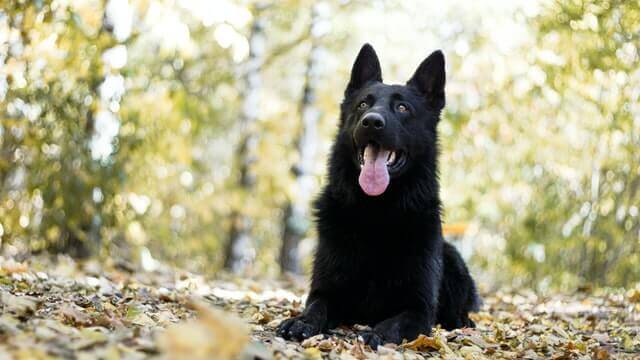 Black German Shepherd: Everything To Know About