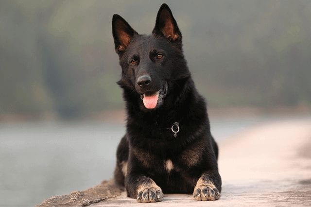 Black German Shepherd: Everything To Know About