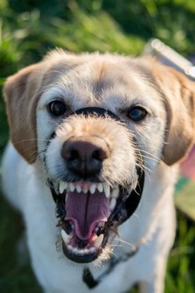Understanding Dog Aggression-Guide