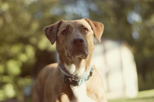 Labrador Retriever: Dog Breed Profile