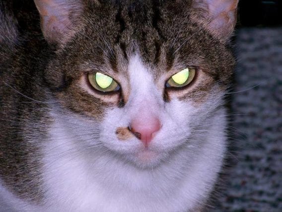 why do eye cats glow in the dark