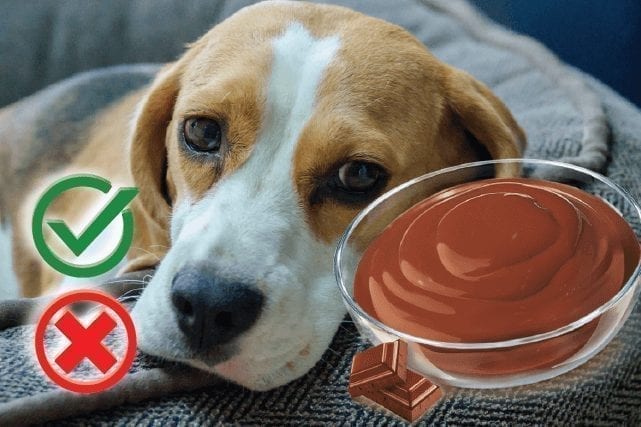 Can Dogs Eat Pudding?