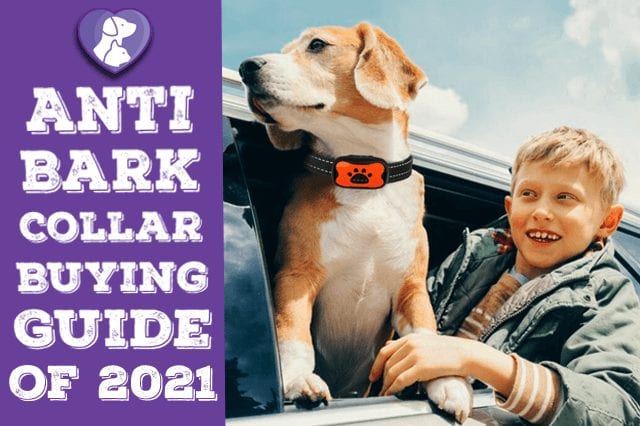 Anti Bark Collar - Buying Guide and Comparison to Choose the Right One